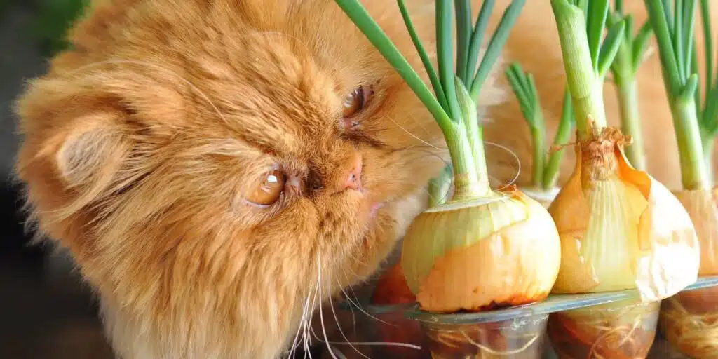 cat eat onion compressed