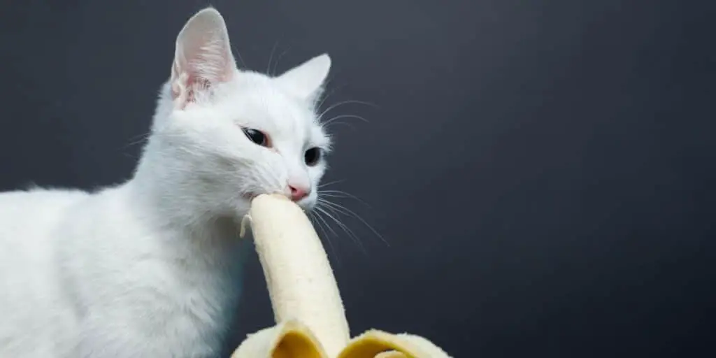 cat eating banana compressed