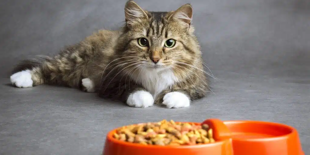 cat eating cat food compressed