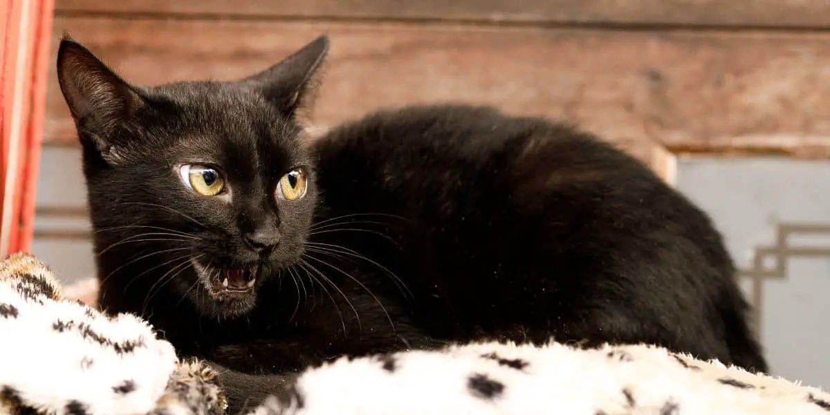 6 Gründe, Warum Ihre Katze Nachts Seltsame Geräusche Macht Pet YOLO