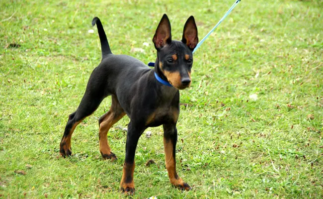 english toy terrier 104003 650 400