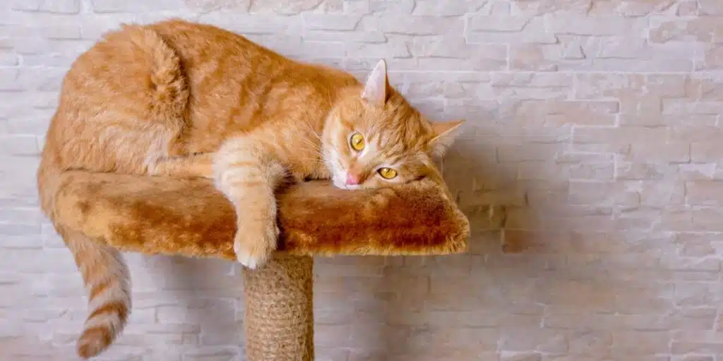 orange cat breeds compressed
