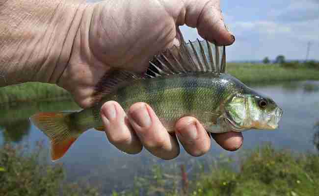 Der Barsch Perca Fluviatilis Ein H ufiger Fisch Unserer Gew sser Pet 