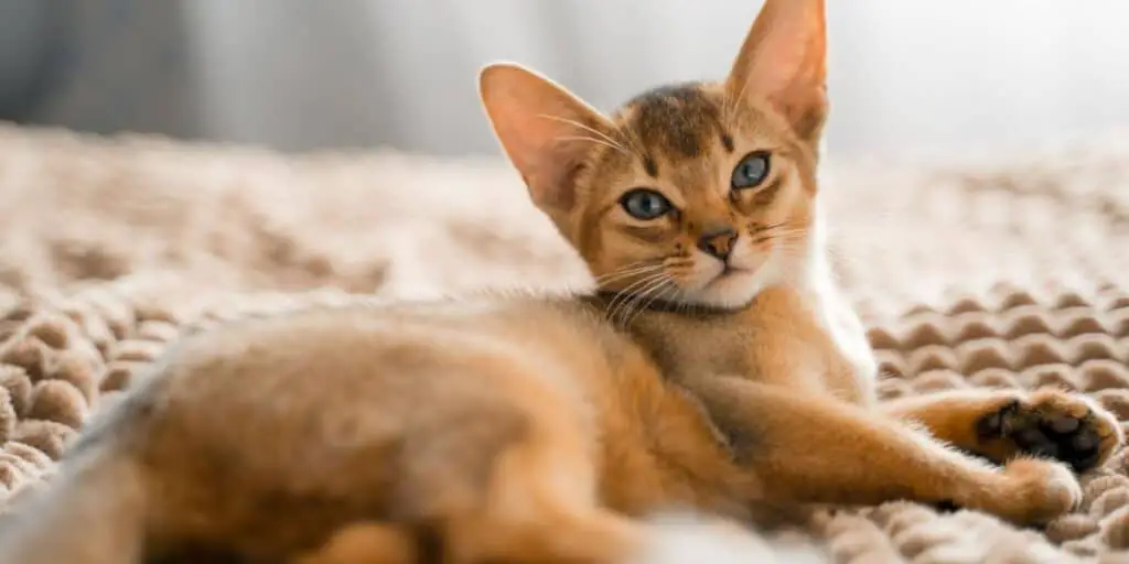 Abyssinian cat names compressed