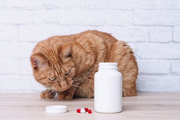 Amantadine for cats