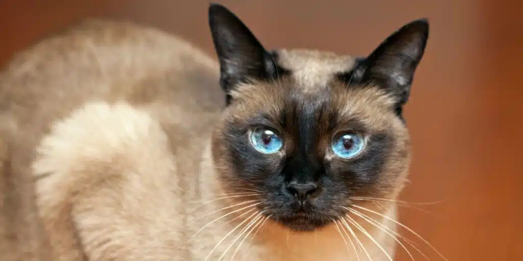 Cat Breeds That Live The Longest compressed