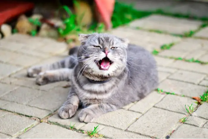 Cat Sneezing Feature