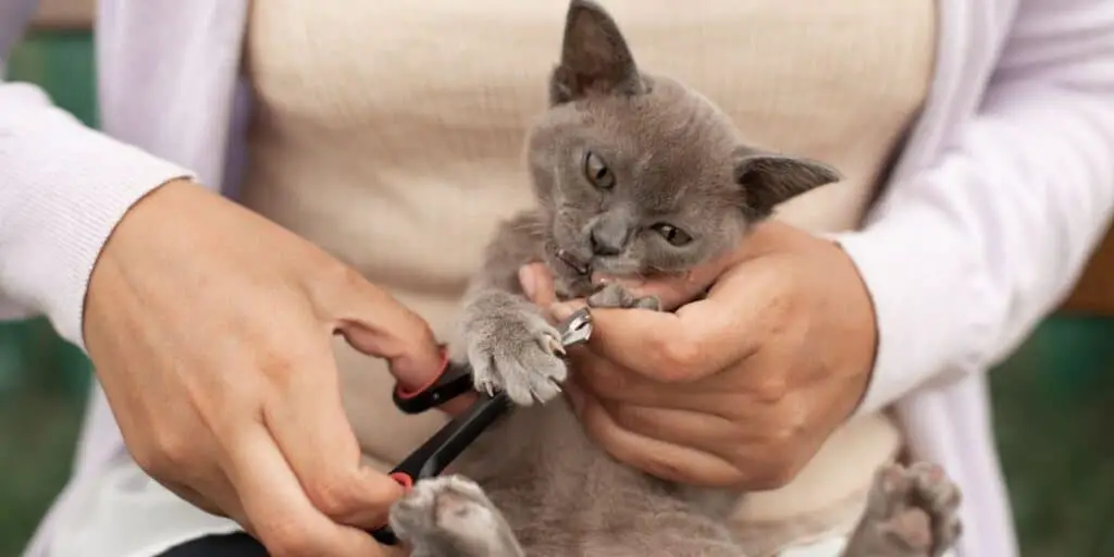 Cat Wont Let Me Trim Nails compressed