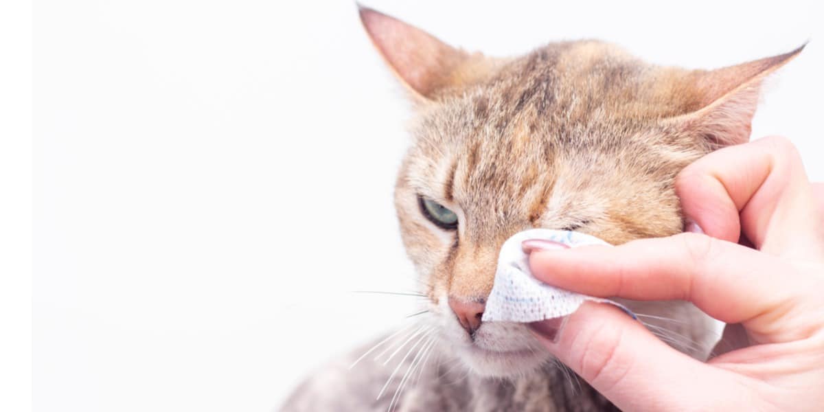 Bindehautentzündung Bei Katzen Ursachen, Symptome Und Behandlung Pet Yolo