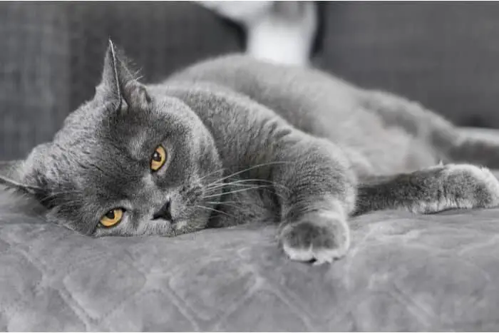 Insecticide Poisoning In Cats