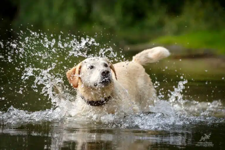 Intoxicacion por agua en perros