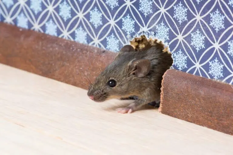 Ratones en casa