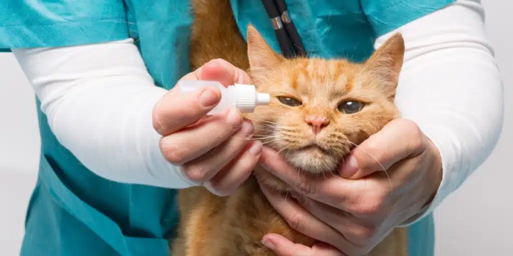 Tobramycin For Cats compressed