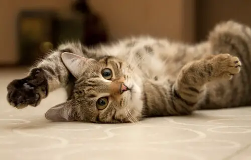 awesome cat pose 1