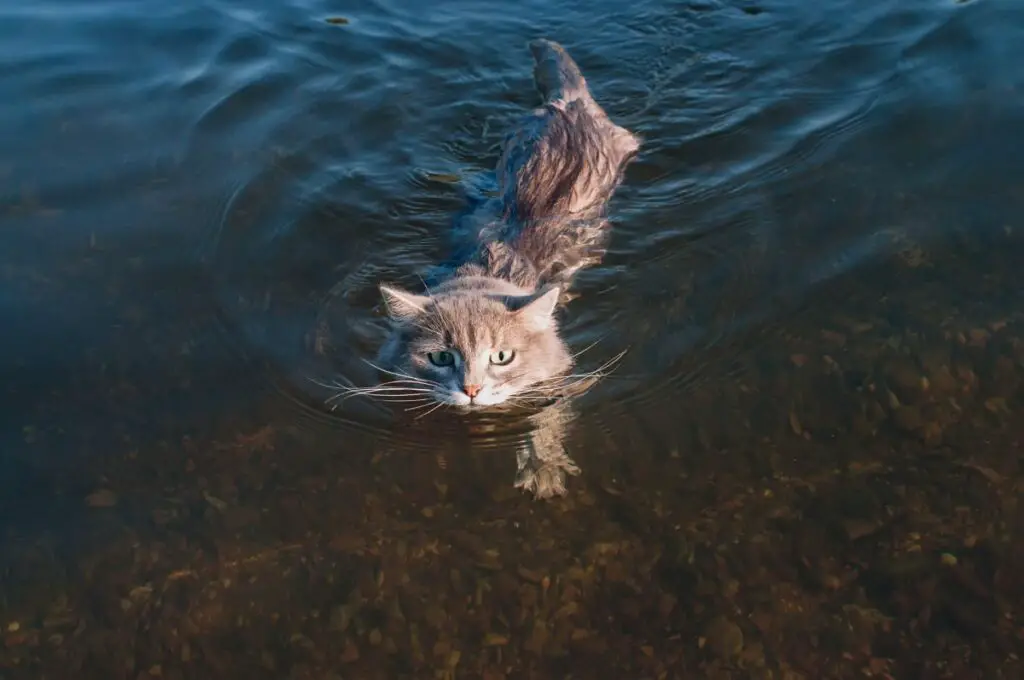 cat cats swim feature e1656599961344 compressed