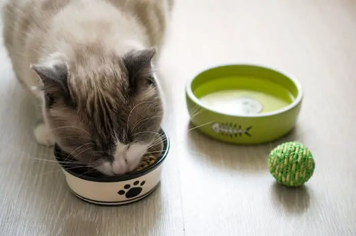 cat food diet