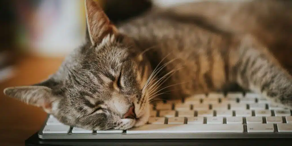 cat in keyboards compressed