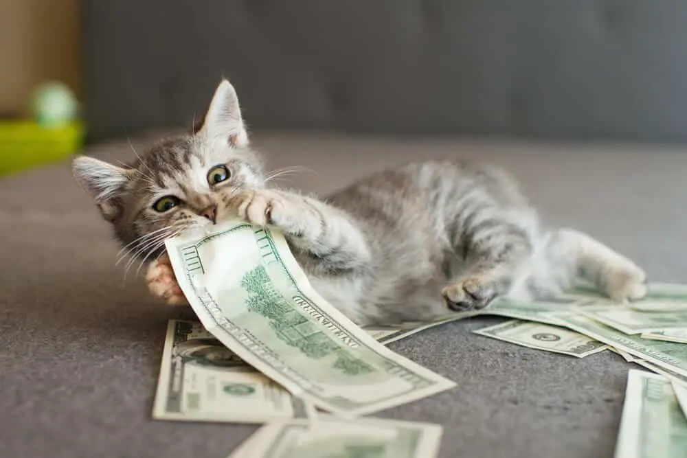 cost of pet insurance for cats feature 1