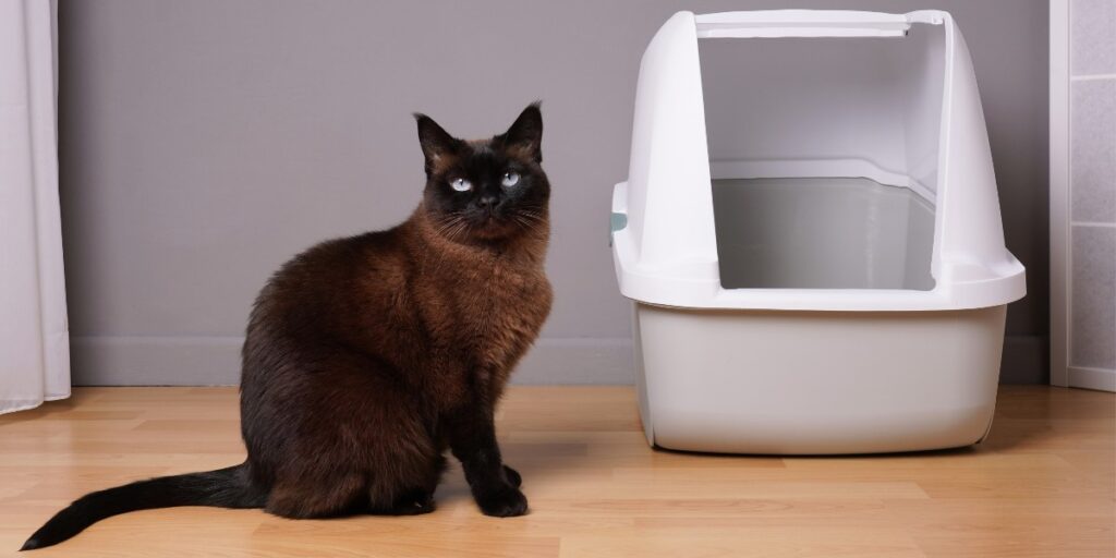 litter box feature compressed