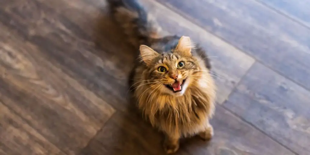 long haired brown tabby cat meowing compressed