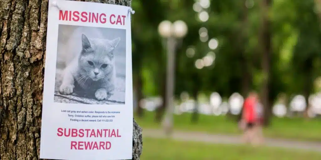 missing cat compressed