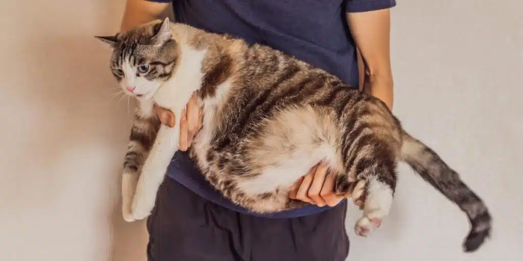 obese cat compressed