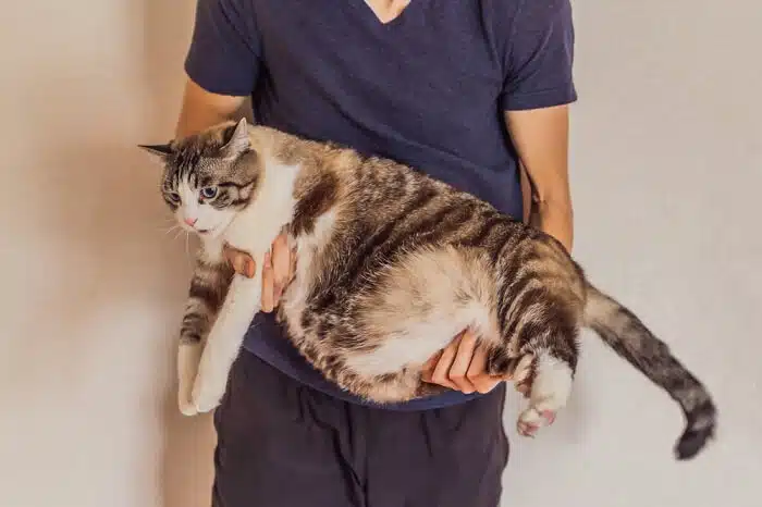 obesity in cat