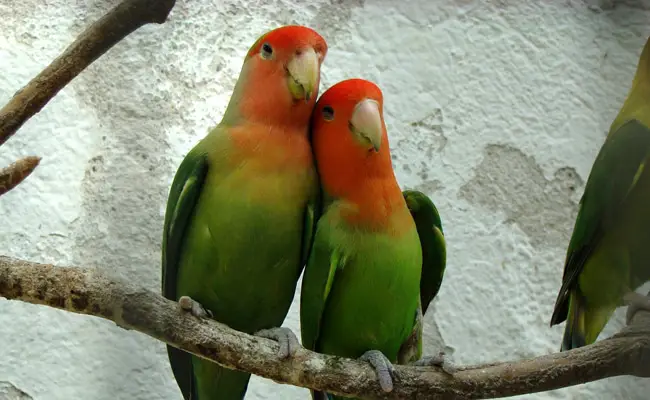 oiseaux couples 063300 650 400