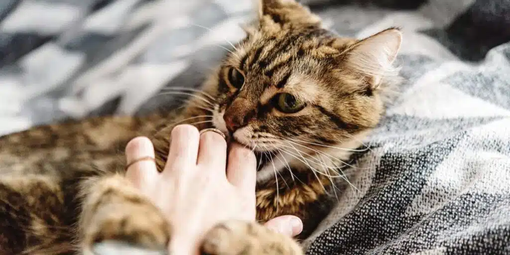 petting Aggression in cat compressed