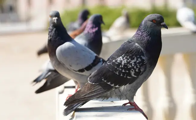 repulsif pigeons 065624 650 400