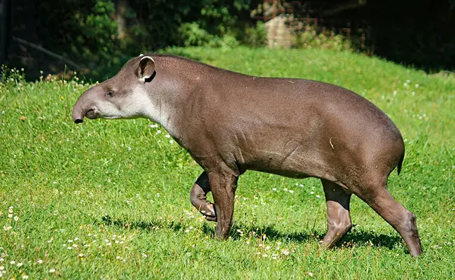 tapir 083034 650 400