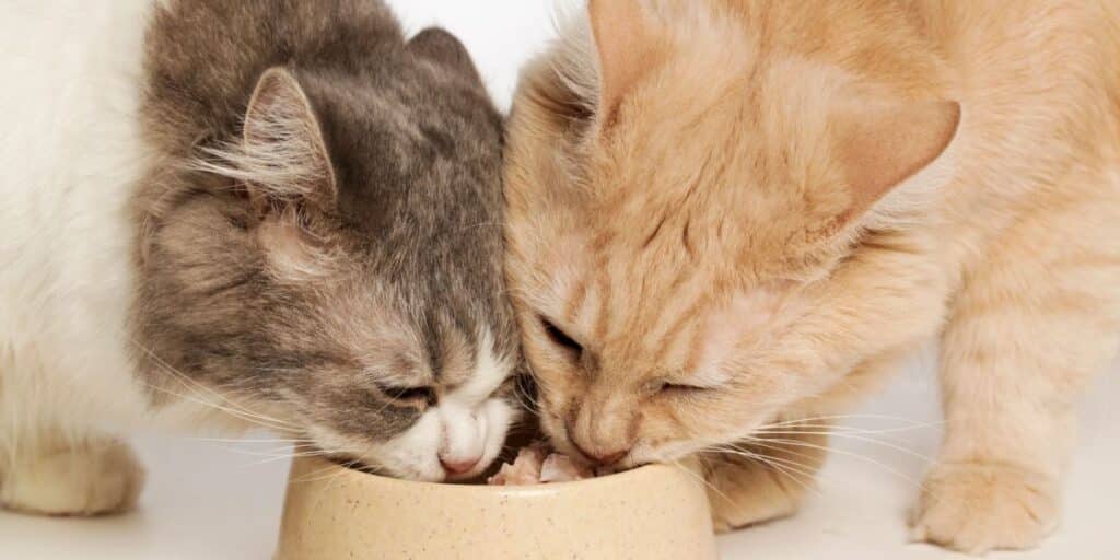 two cats eating cat food compressed