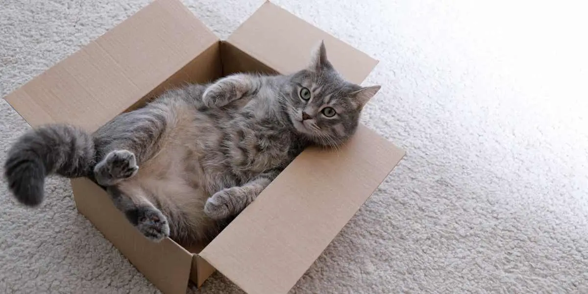 Warum Mögen Katzen Kisten? 8 Gründe Warum! Pet Yolo Pet YOLO