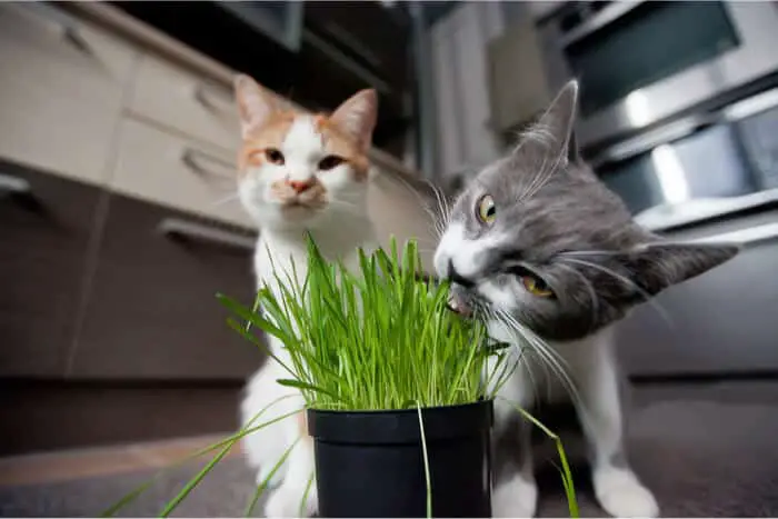 Cat Grass 6