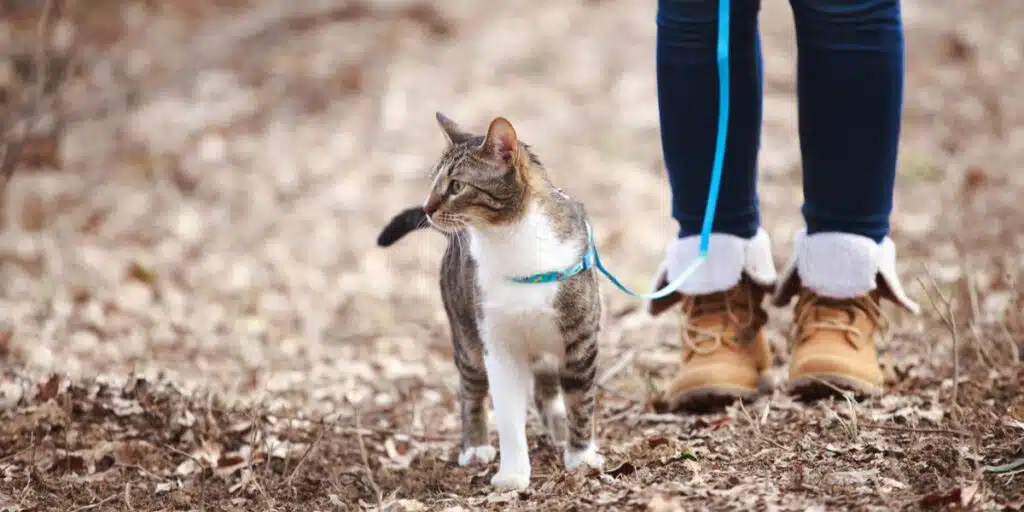 Cat To Walk On A Leash