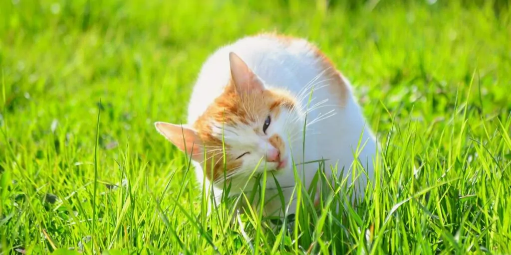 Cats Eat Grass