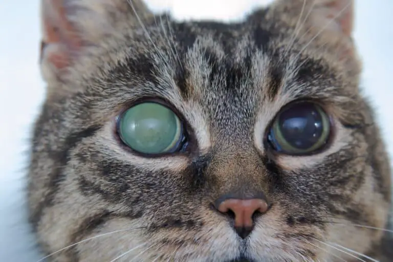 Glaucoma en gatos
