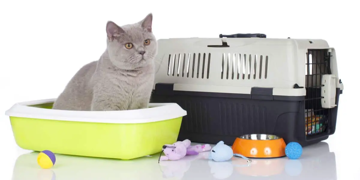 Why Do Cats Bury Toys In The Litter Box compressed
