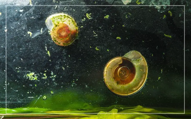 aquarium snail dead