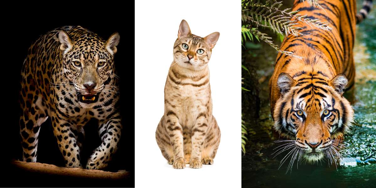 7 Ähnlichkeiten Zwischen Domestizierten Katzen Und Großen Wildkatzen ...
