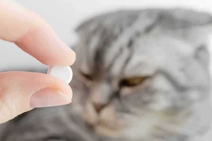 cat and aspirin