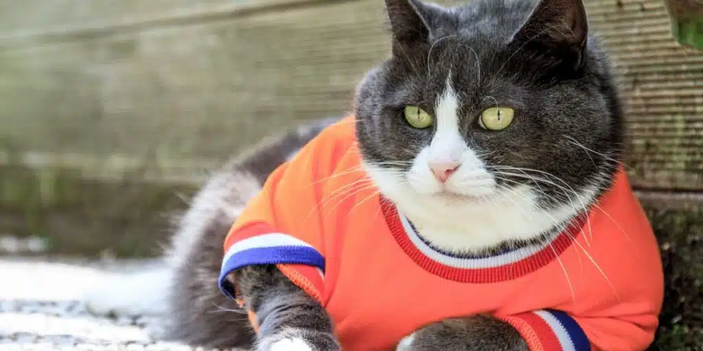 cat dressed as soccer player