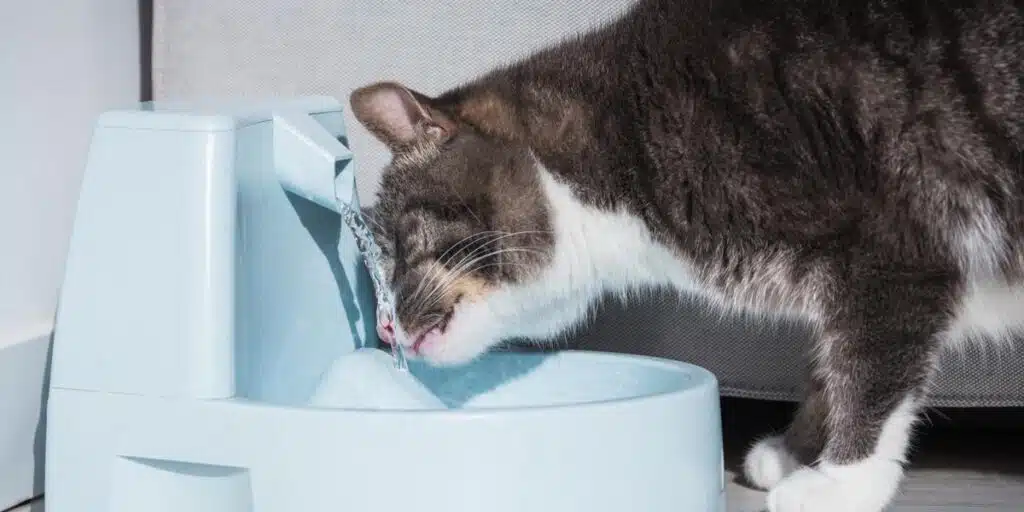 cat drinking water compressed