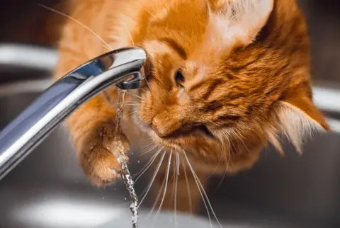 cat drinks waters