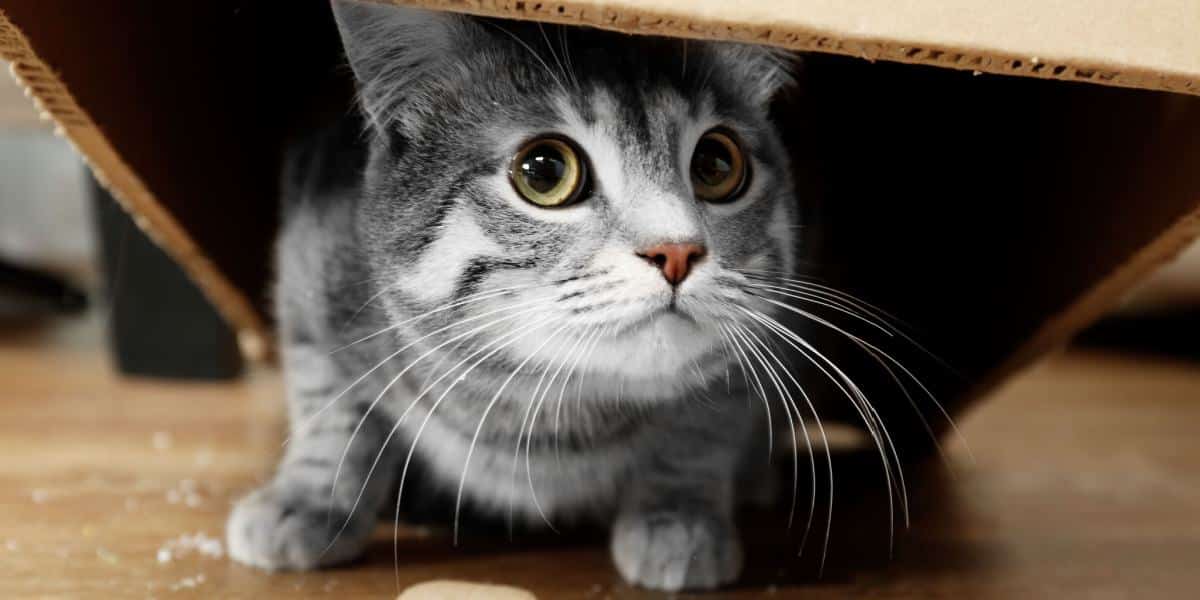 Meine Katze Versteckt Sich Und Verhält Sich Seltsam Wann Ich Mir Machen Muss Pet Yolo