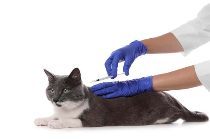 cat injection