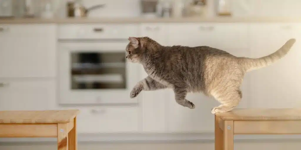 cat jumping compressed