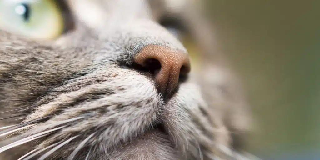 cat nose compressed