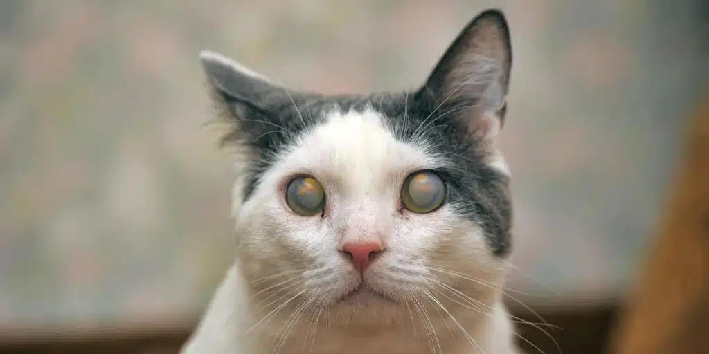 cataracts in cat compressed