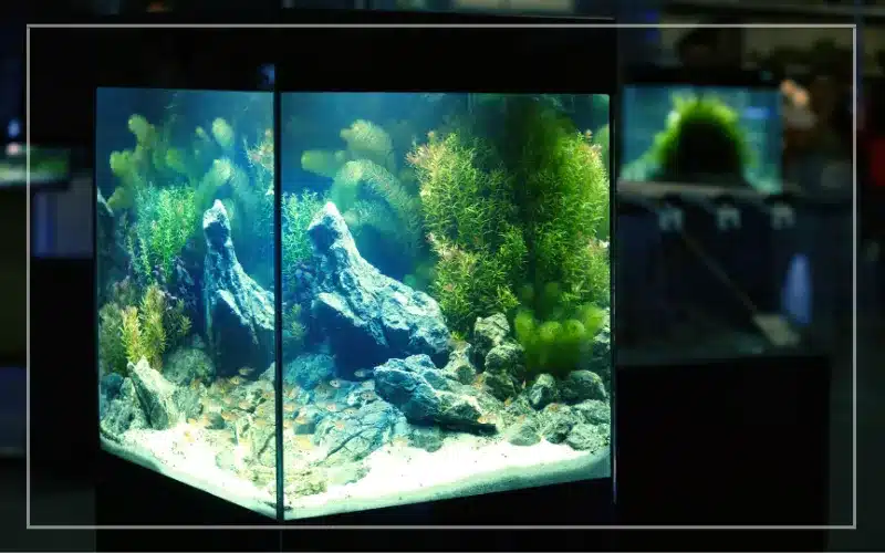freshwater aquarium setup.webp
